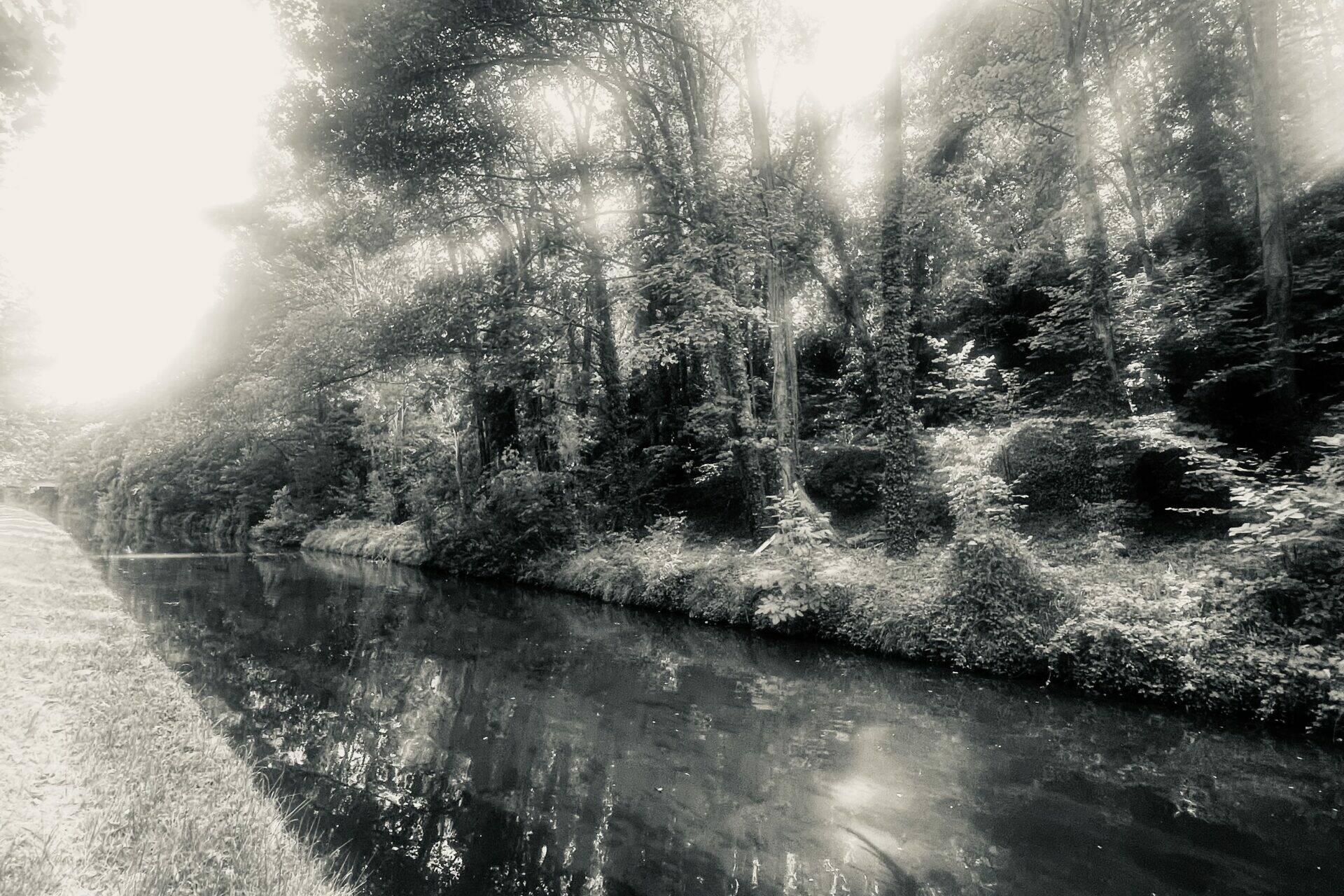Photography - forest - by Carole Emilien